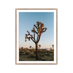 Camp Sunrise/Joshua Tree Artwork, Rustic Walnut, 30" X 40"